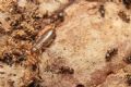 Forficula auricularia